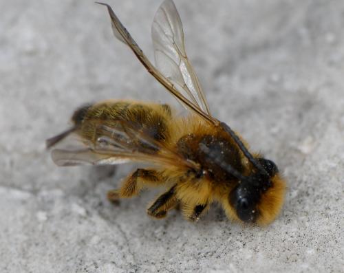Andrena sp.